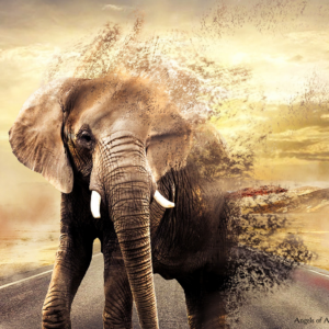 Elephant on the road, dissolving into a glorious golden sky as he's leaving the tribes golden