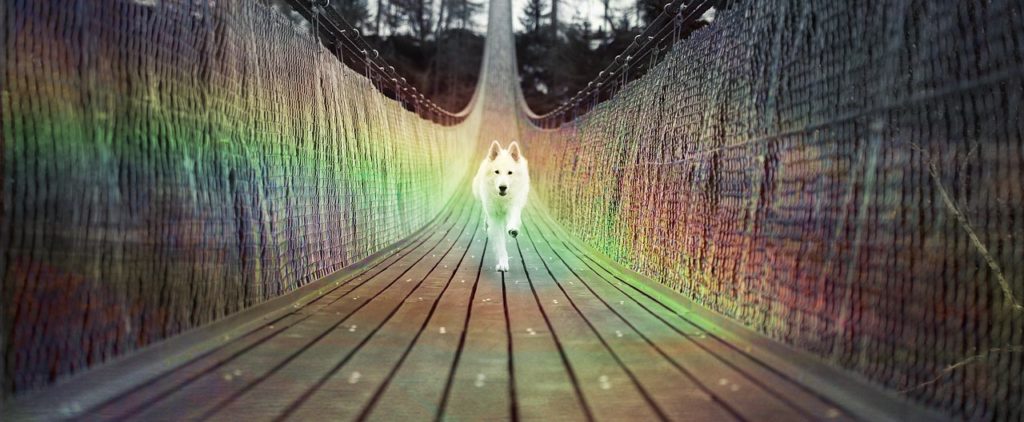 white husky running toward you on a rainbow bridge of Ascension