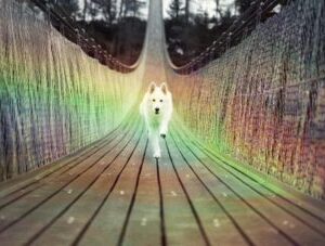 white husky running toward you on a rainbow bridge of Ascension