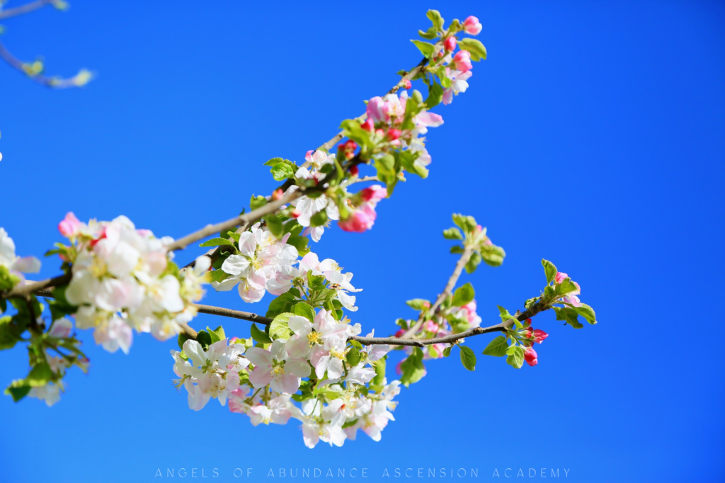 white cherry blossoms against a vivid blue sky