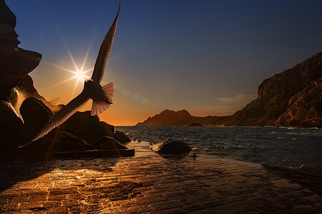 seagull flying into the sun