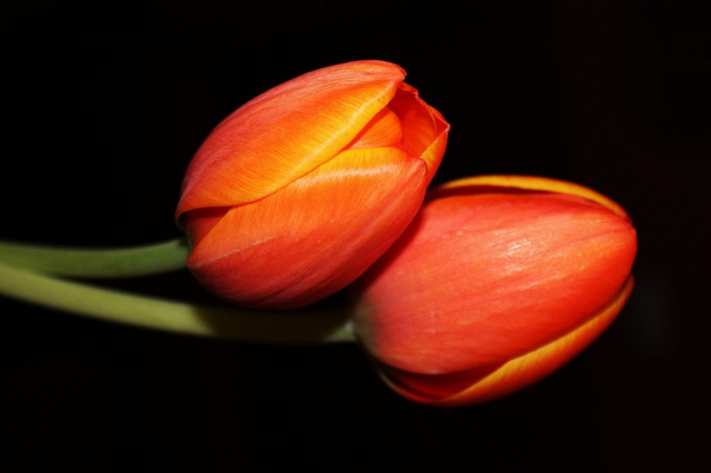 two tulips laying together in perfect symetry