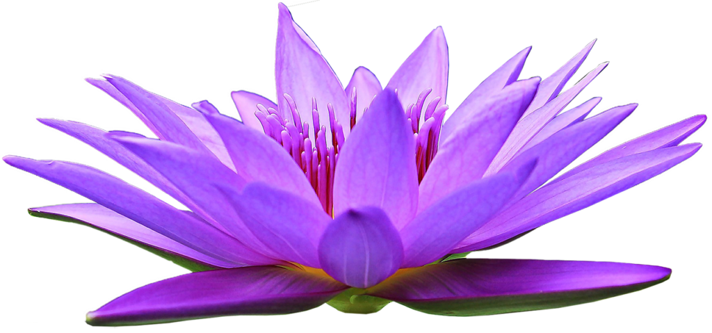 a violet lotus flower symbolizing Kwan Yin's Invitation