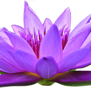 a violet lotus flower symbolizing Kwan Yin's Invitation