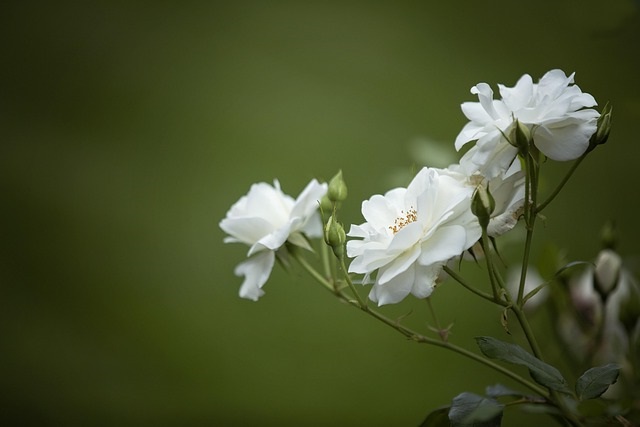 Jennifer Ruth Russell – channel for Mother Mary and spiritual mentor symbolized by simple white roses.