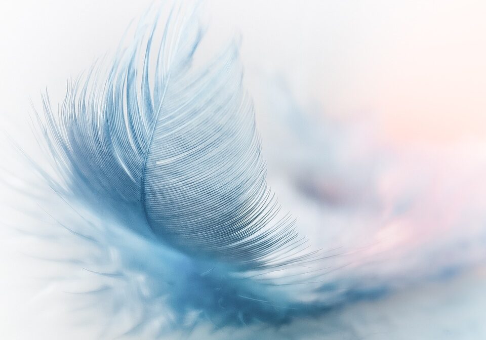 feather-3010848_960_720